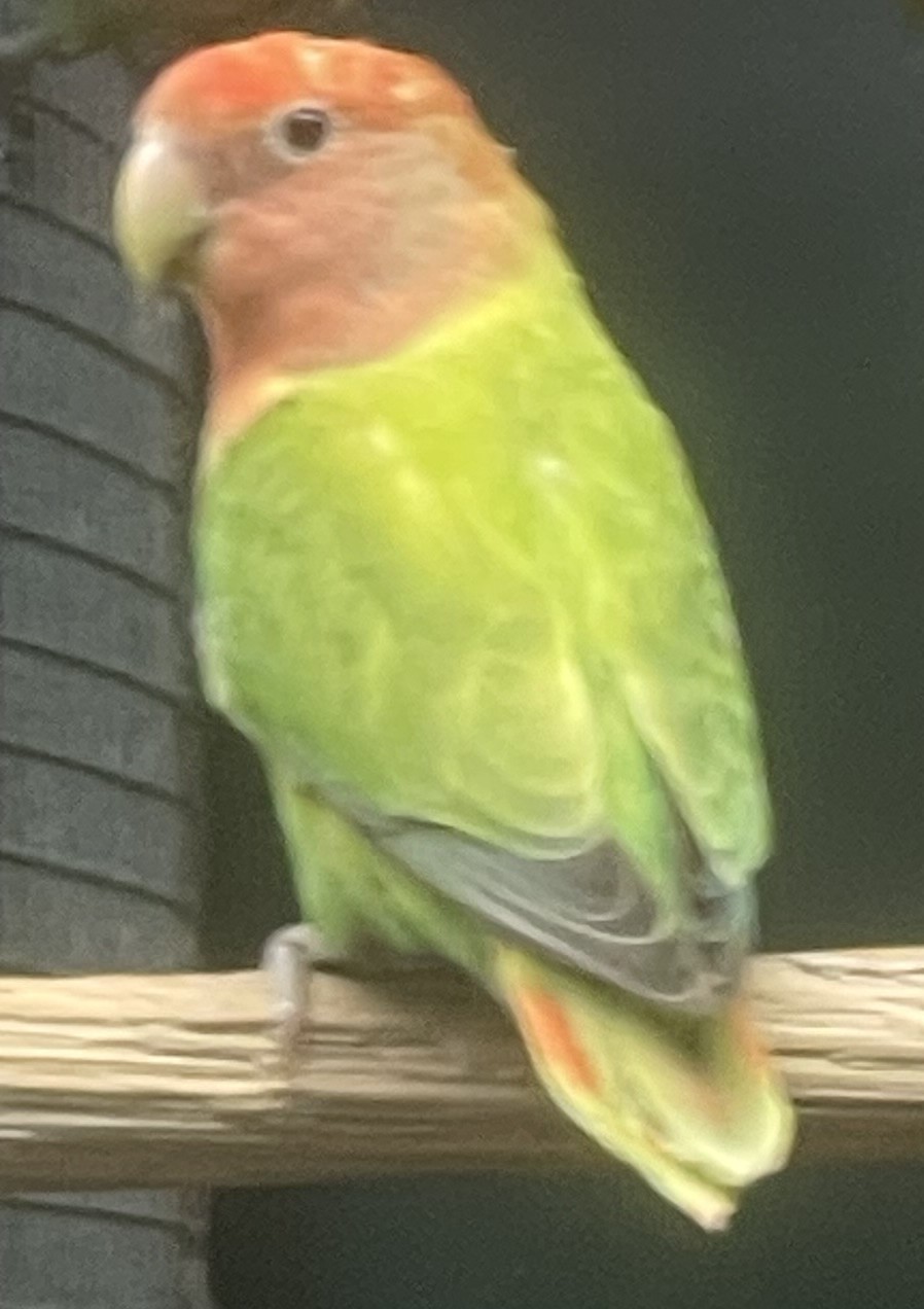 Maccaw