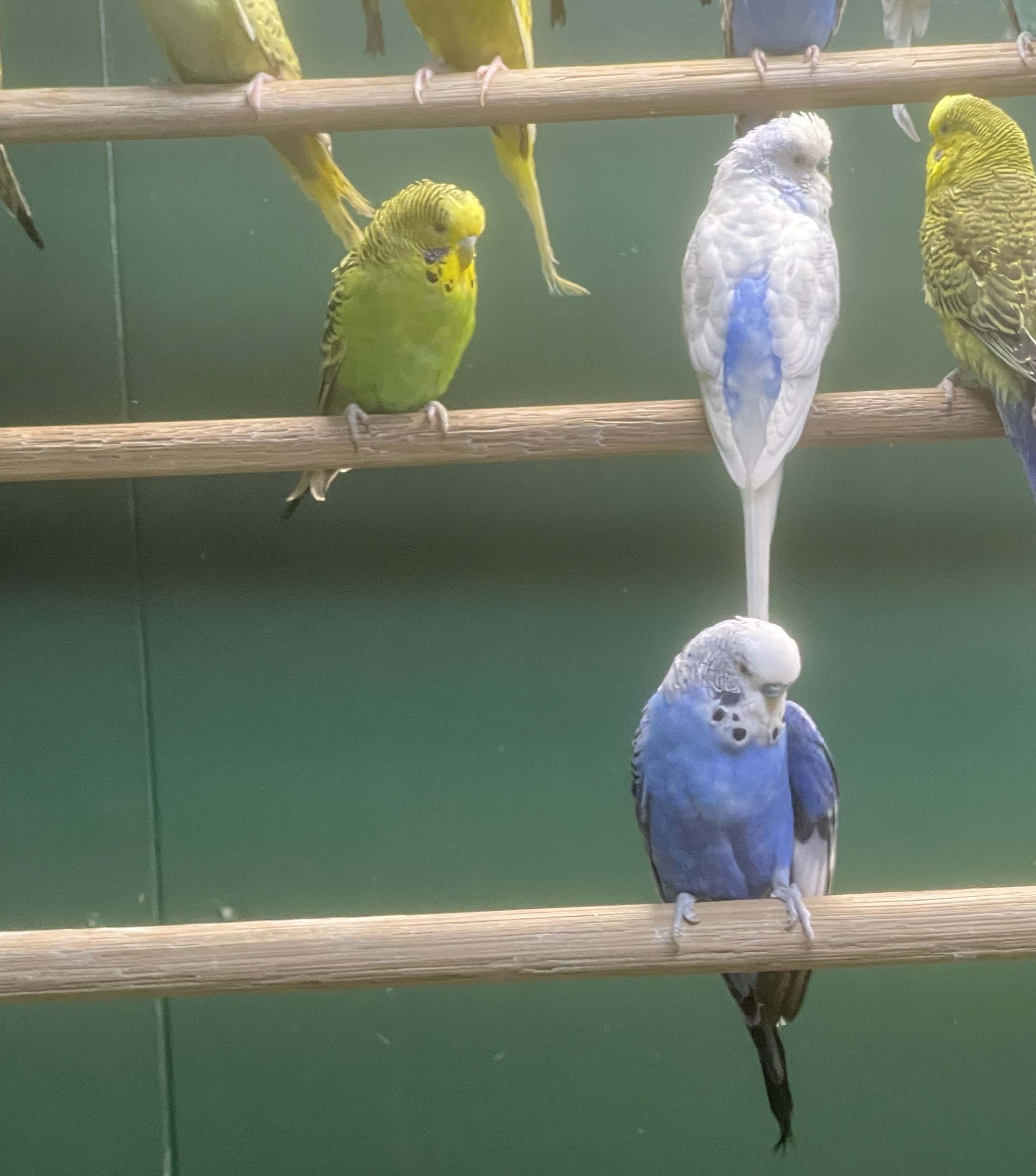 Budgie
