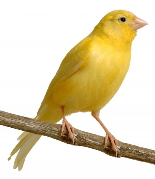 Budgie