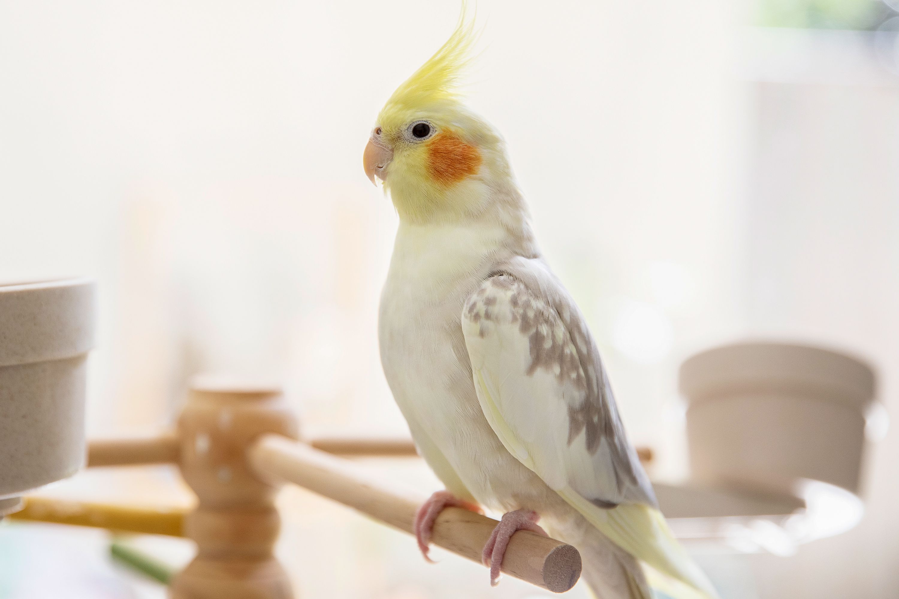 Cockatiels