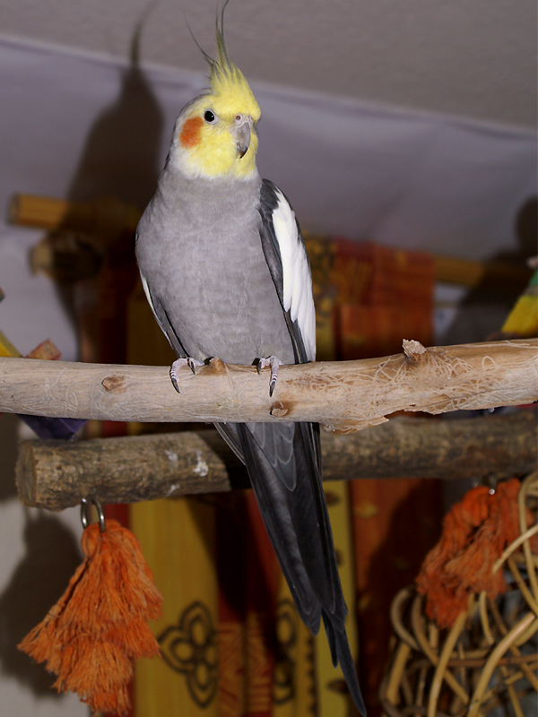 Lovebird