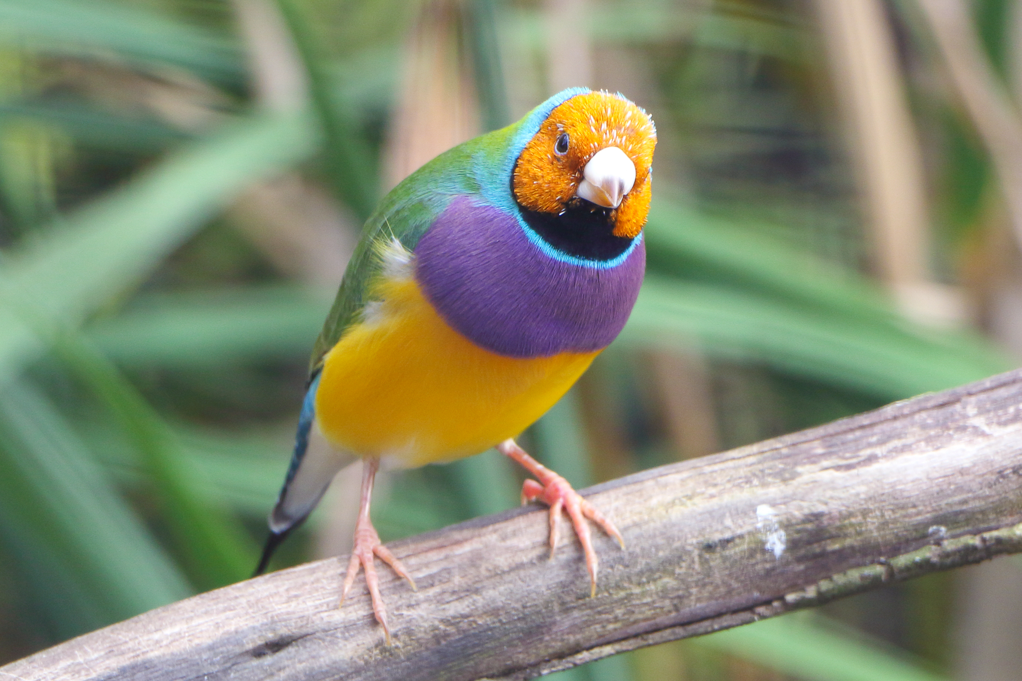 Budgie