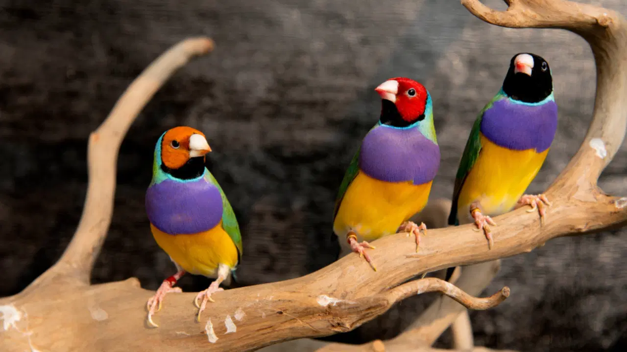 Finches