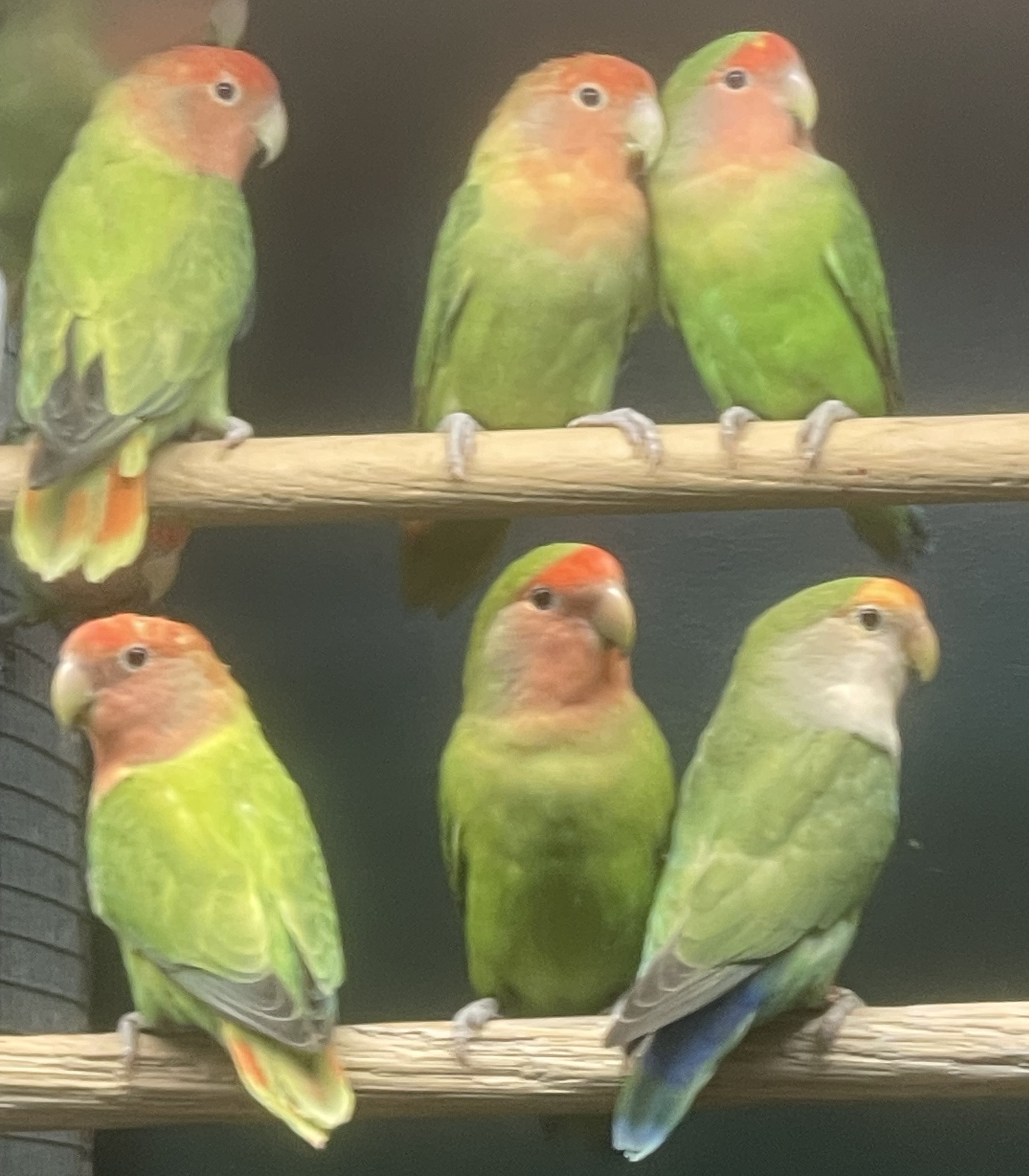 Lovebirds