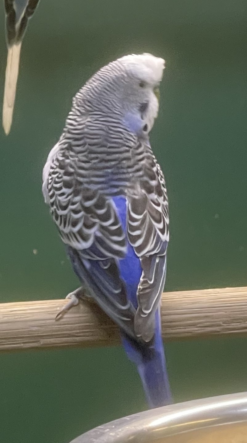 Budgie: Fetured bird