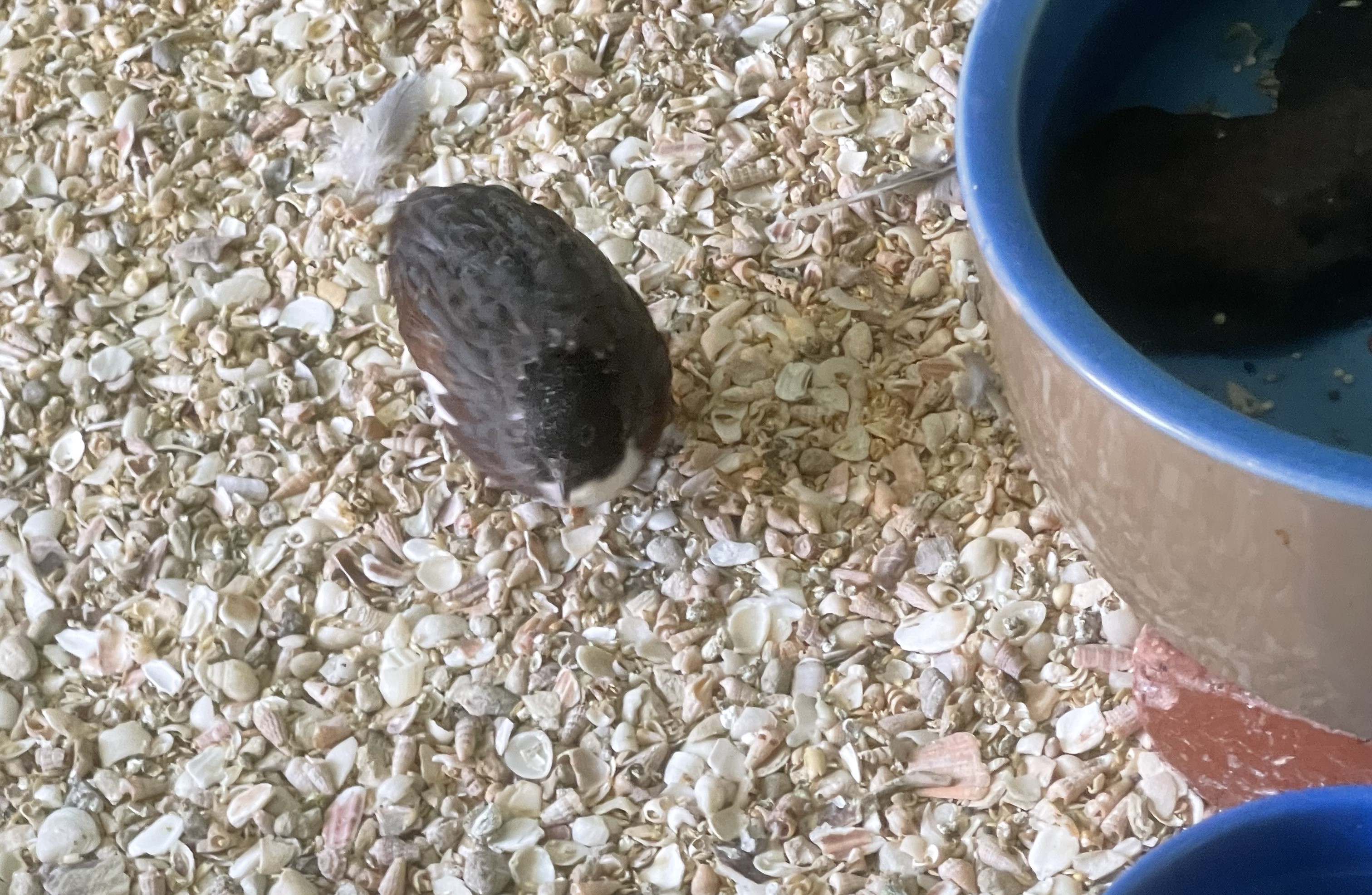 Quails