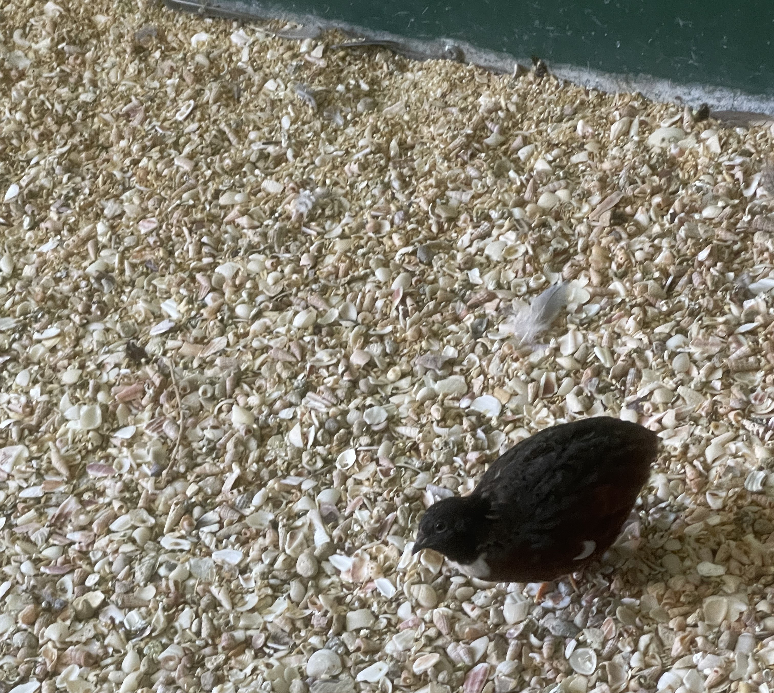 Quails