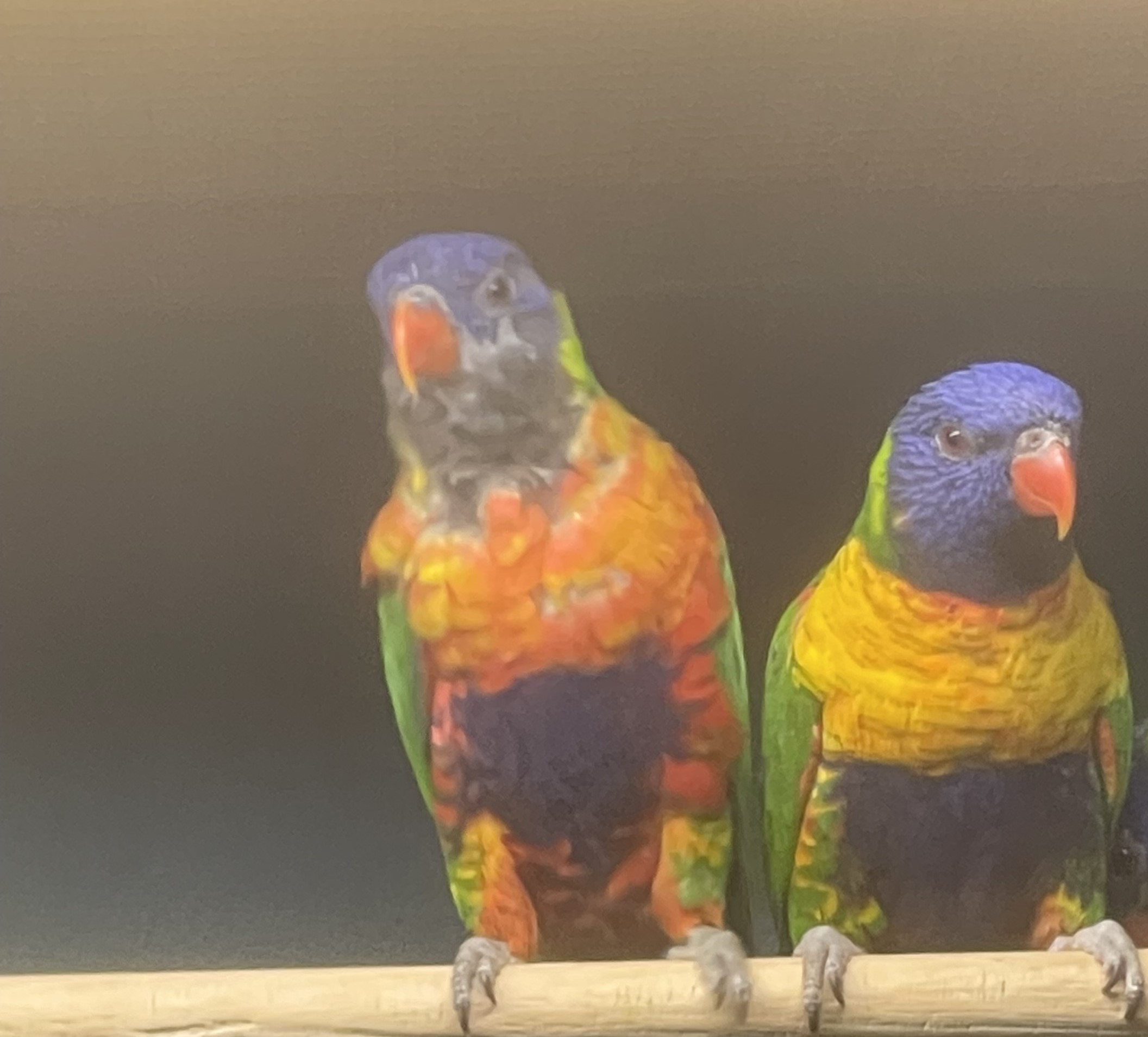 Rainbow Lorikeets