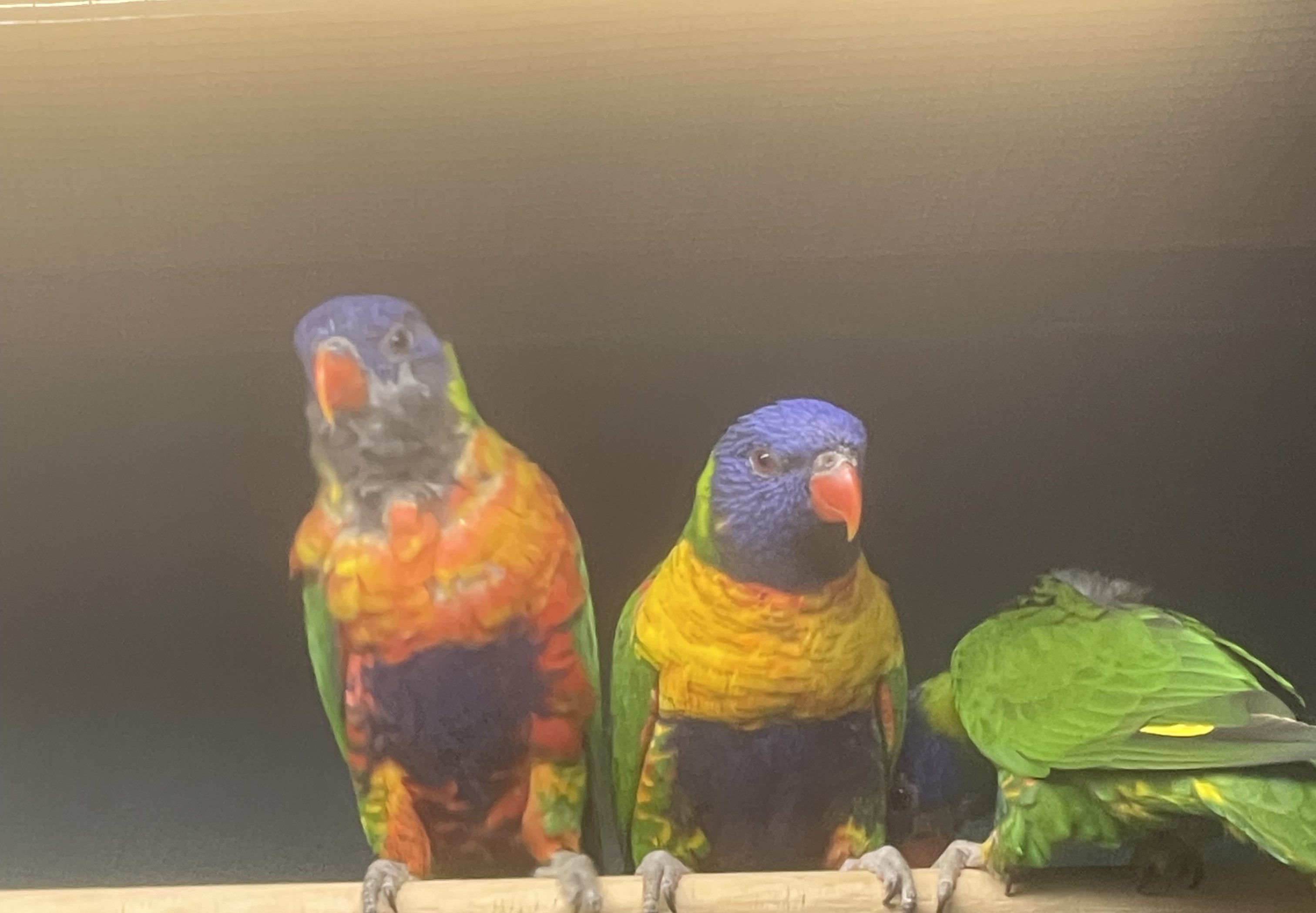 Lovebird