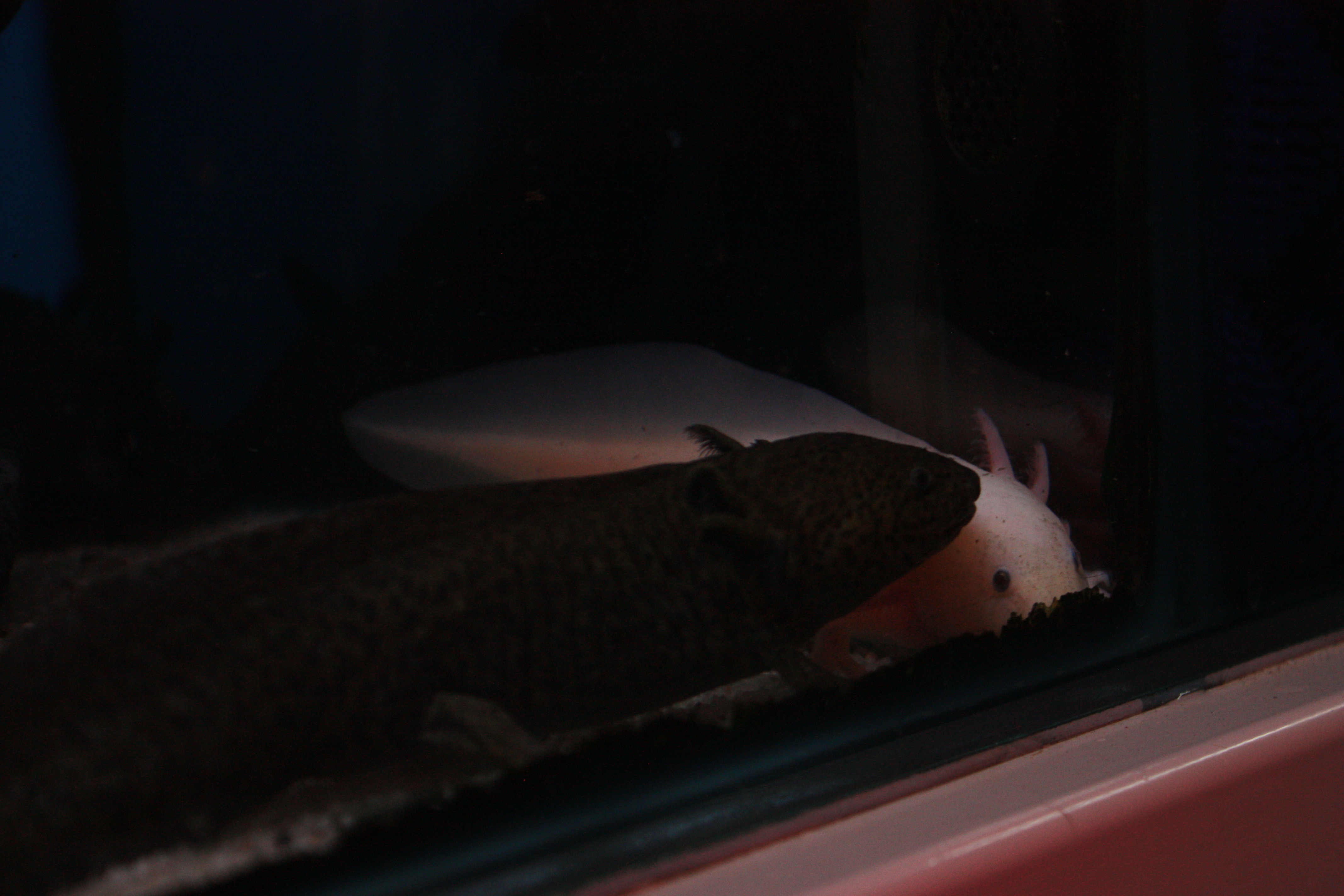 yellow axolotl