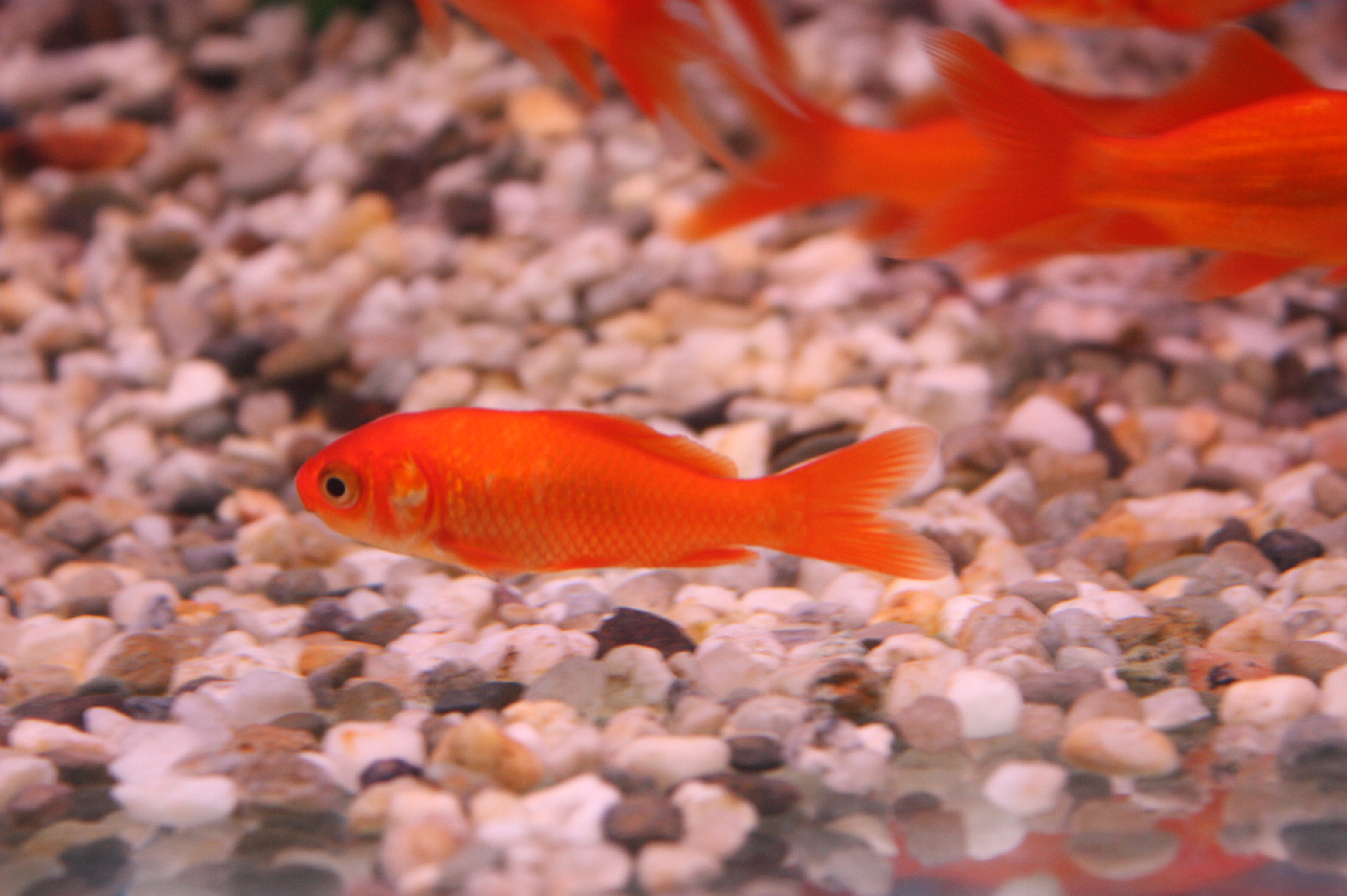 Commet gold fish swimming