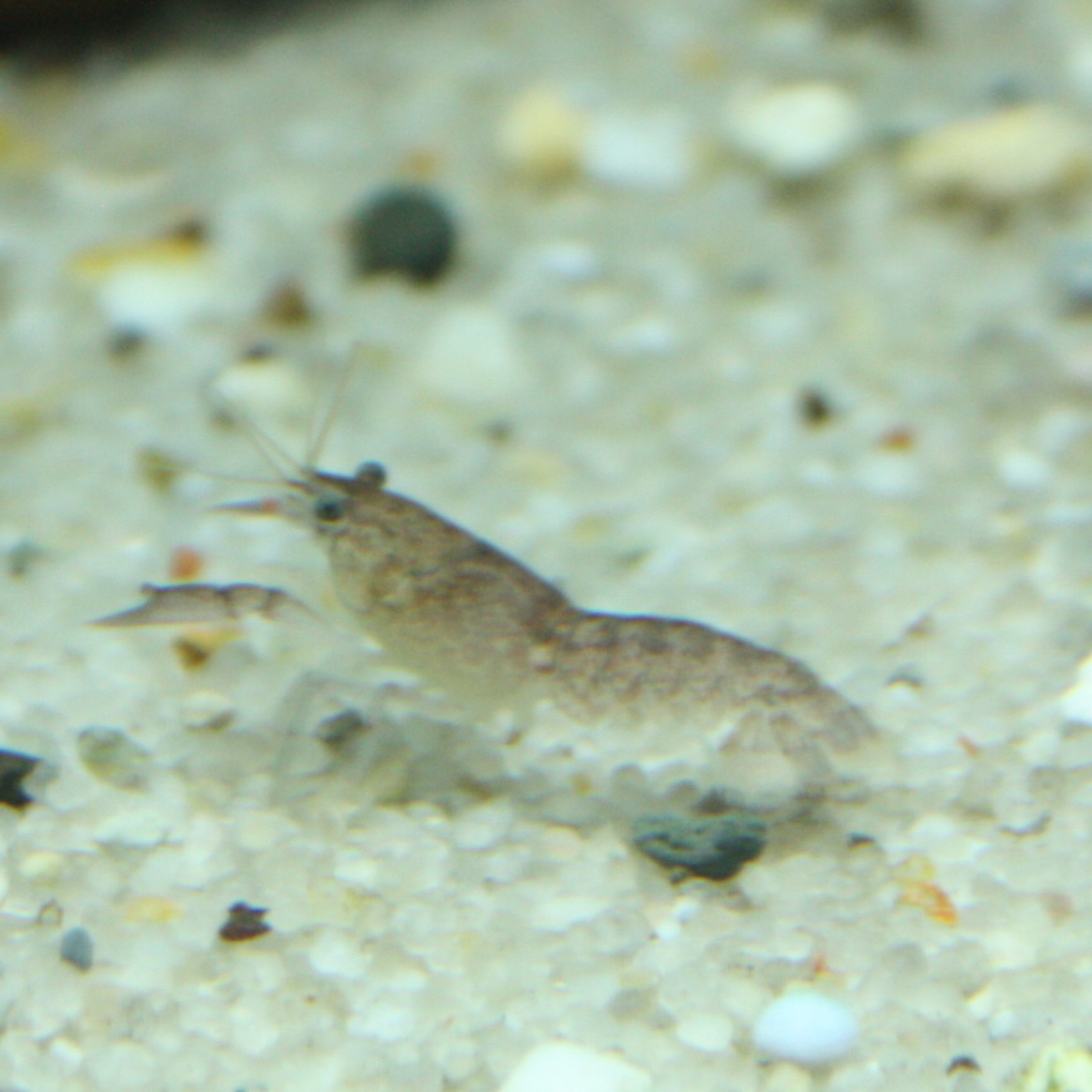 a brown yabby
