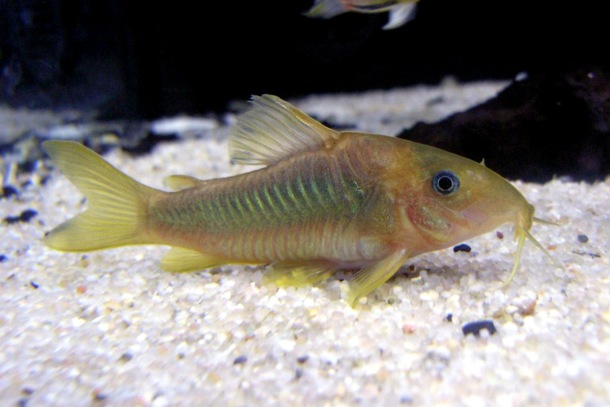 corydoras catfish