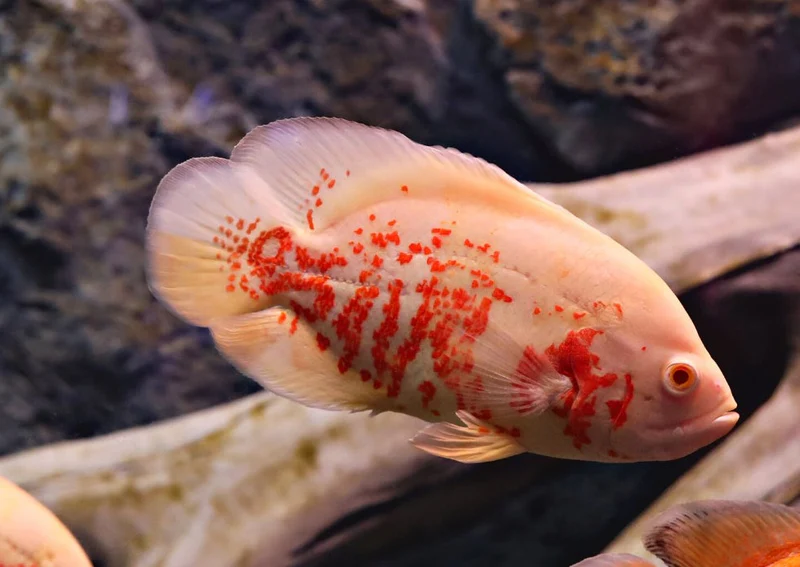 Cat Fish