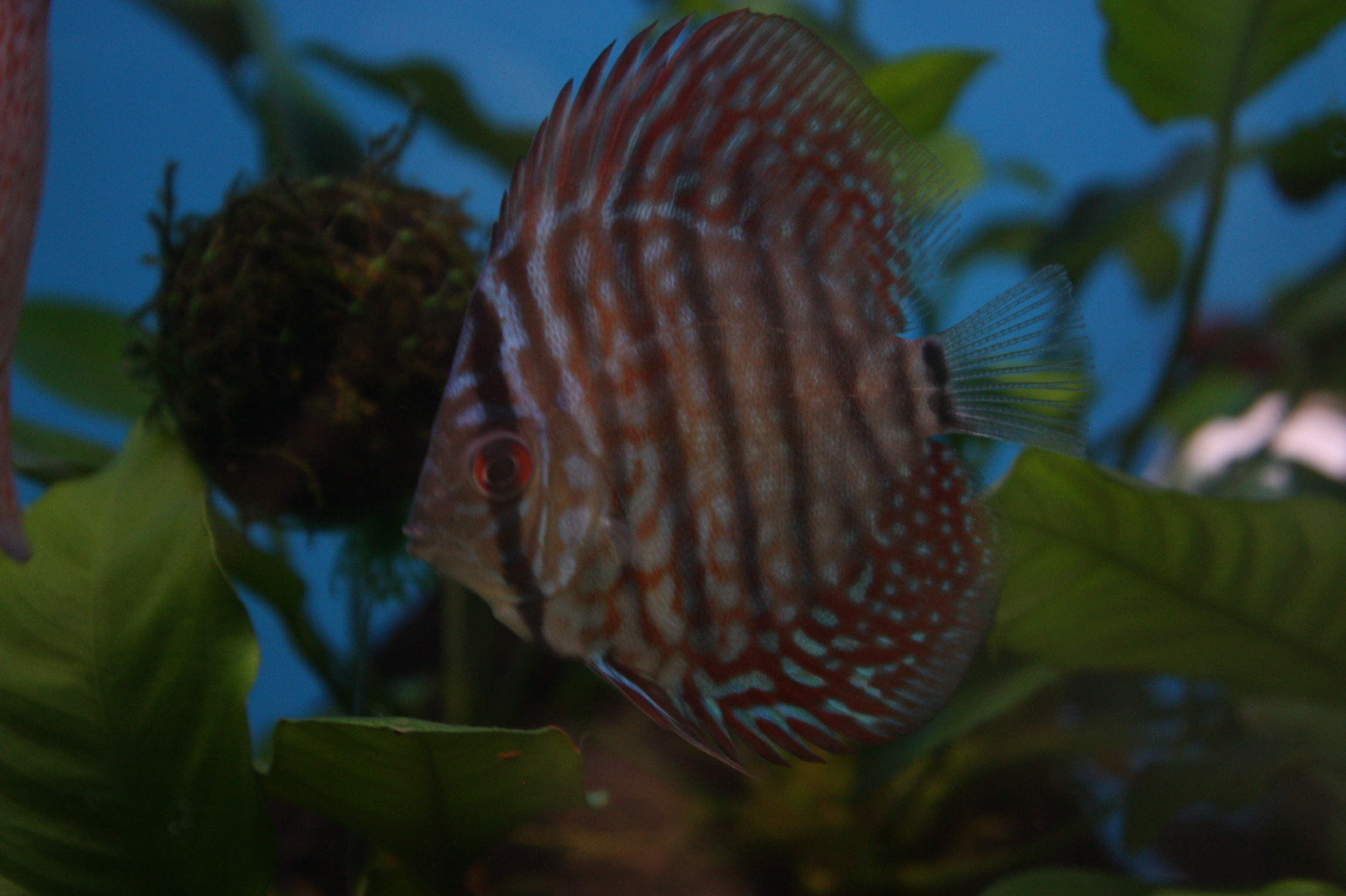 Exotic Fish