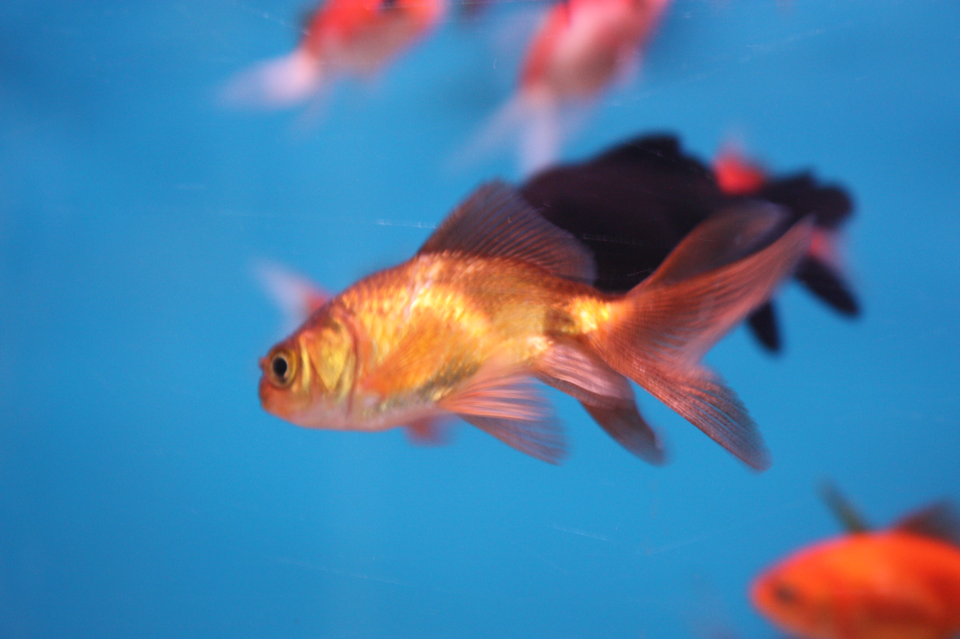 Fish