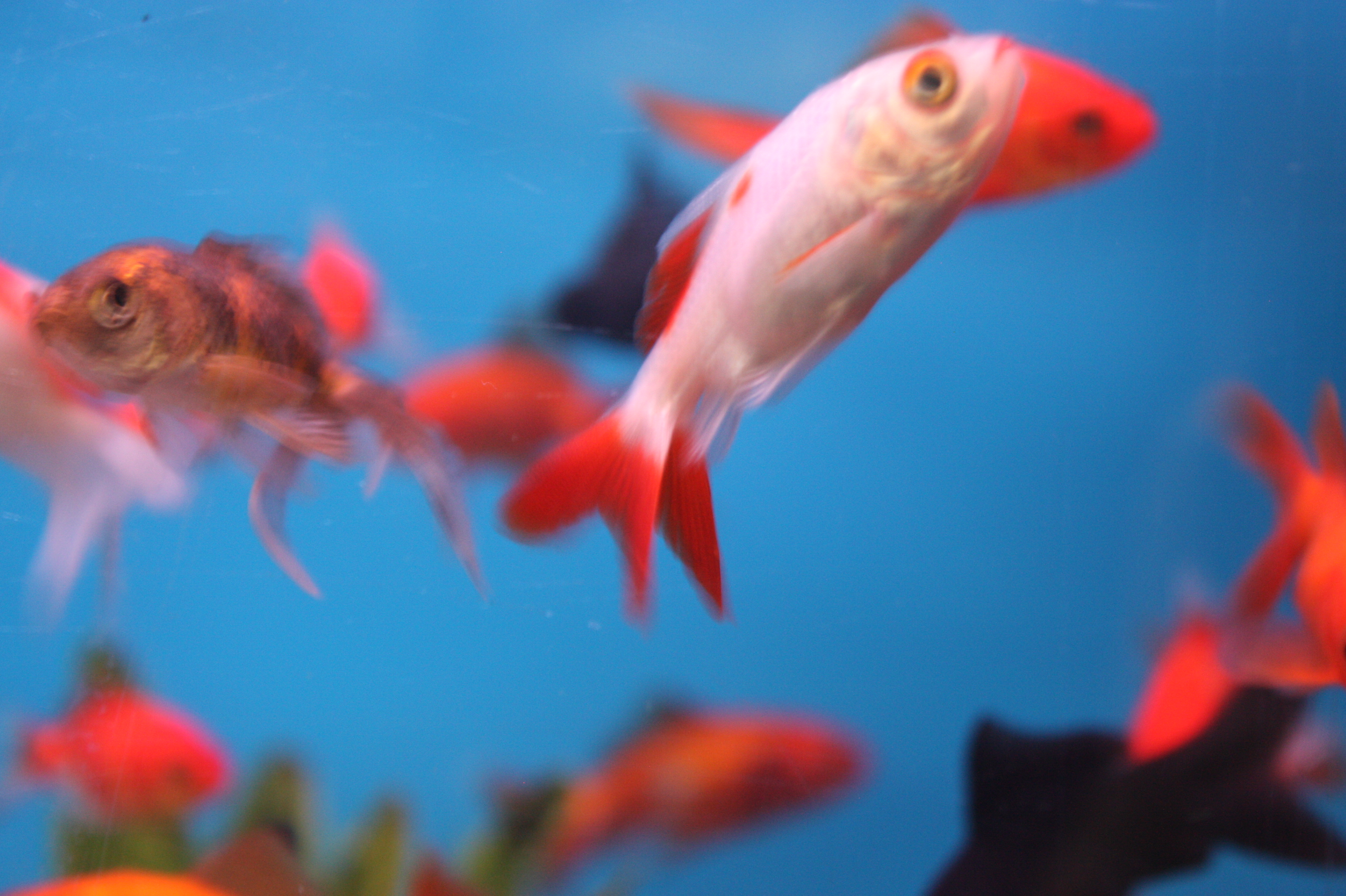 Gold Fish