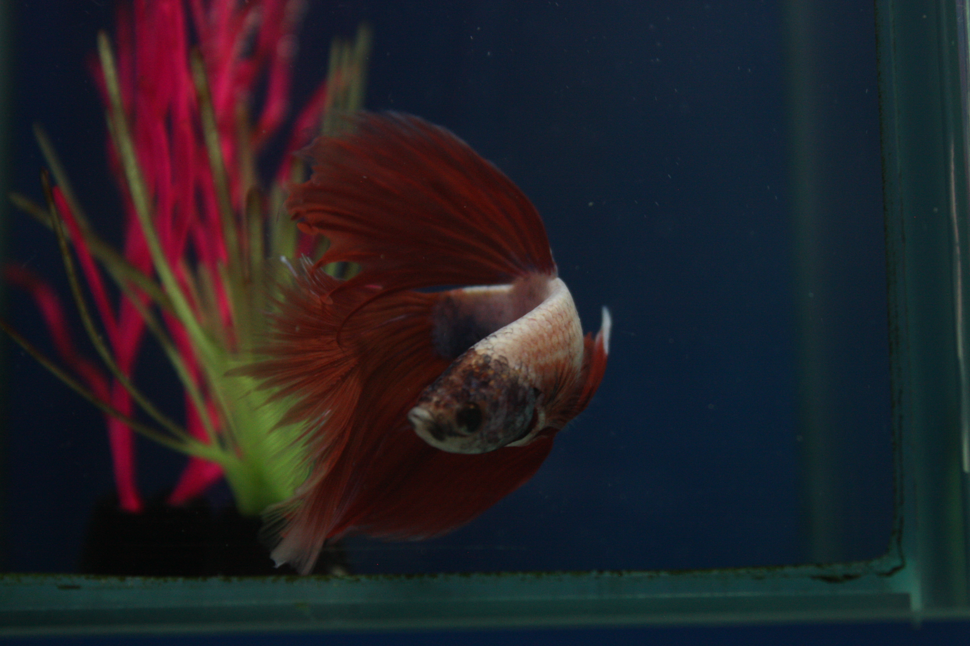 Exotic Fish
