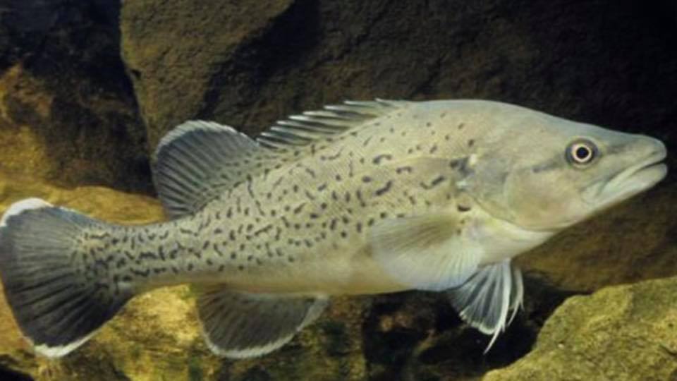 murry cod fish swimming