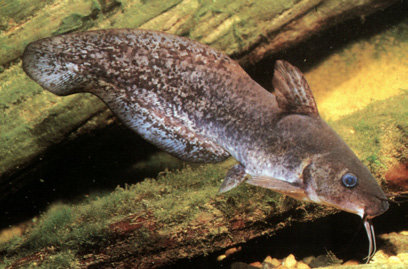 a Tandanus Catfish swimming
