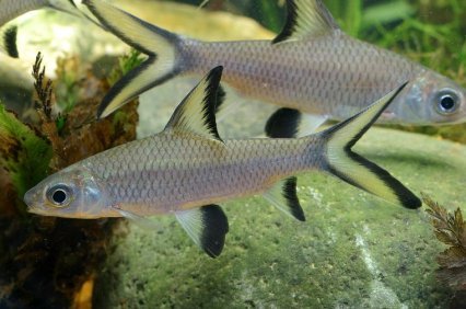 2 silver sharks swimming