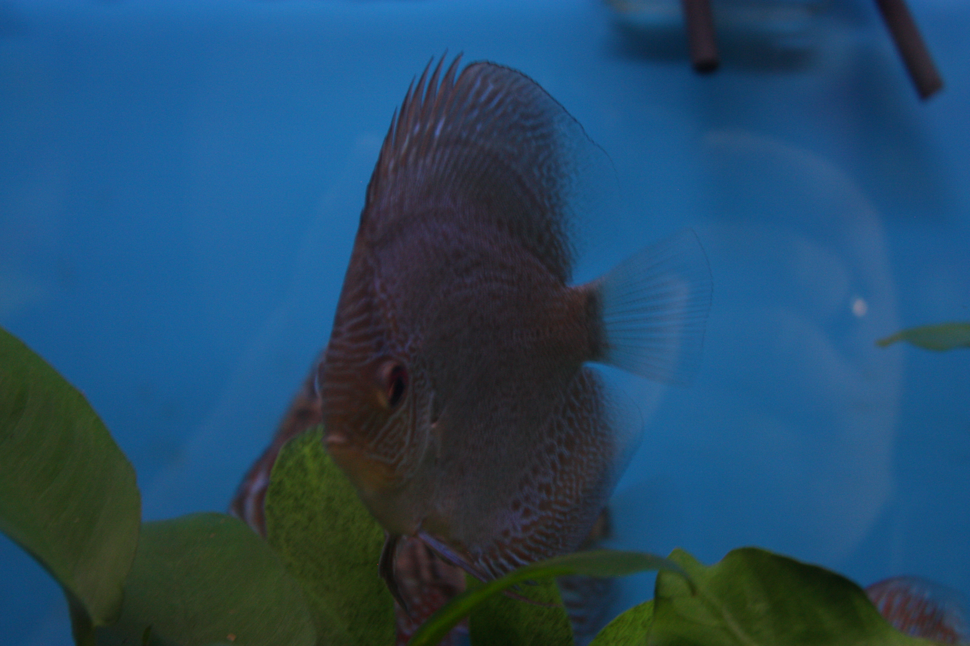 murry cod fish swimming