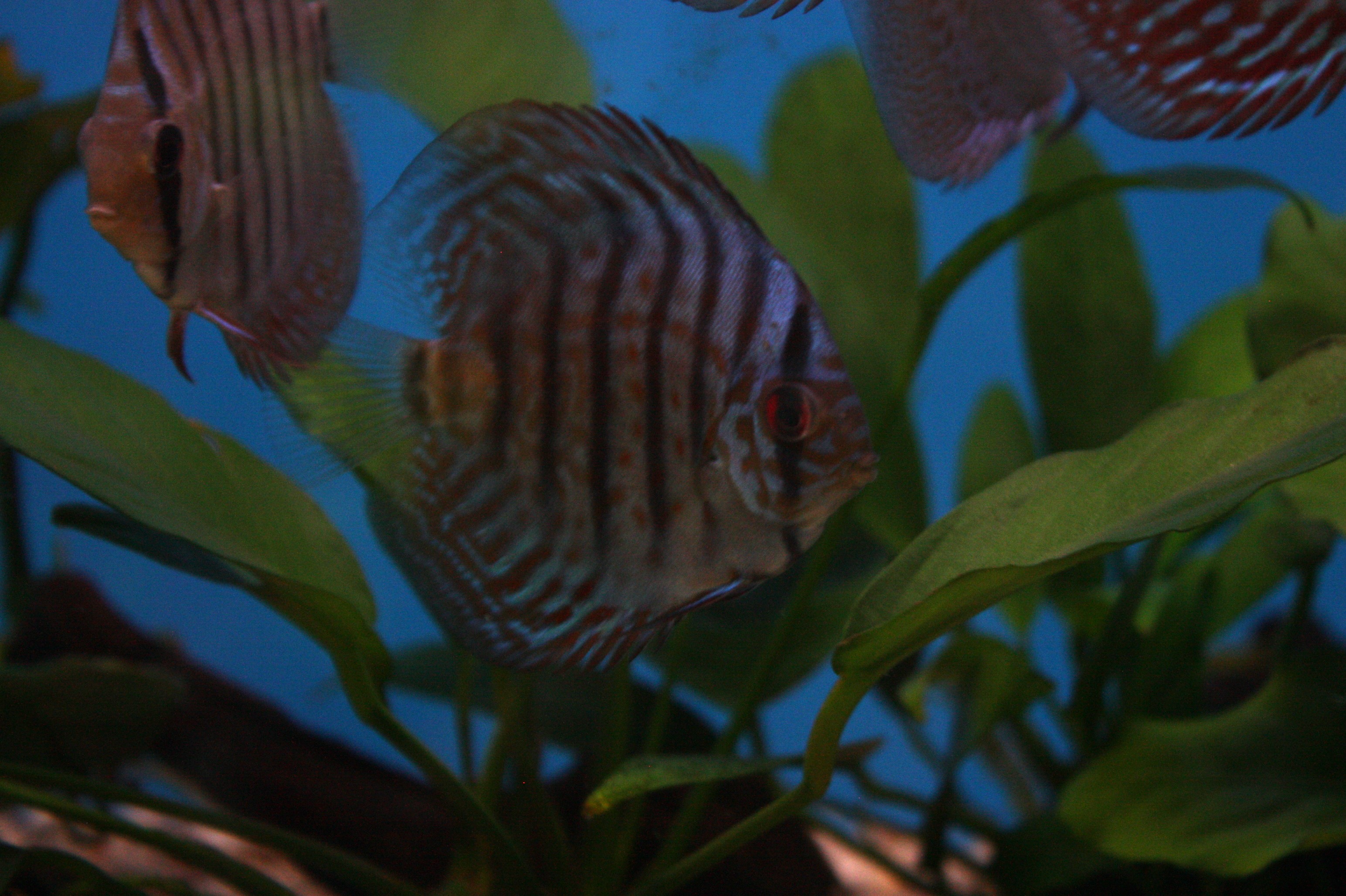 guppy fish