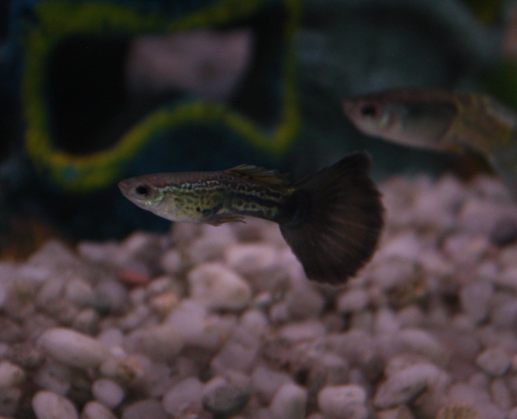 murry cod fish swimming