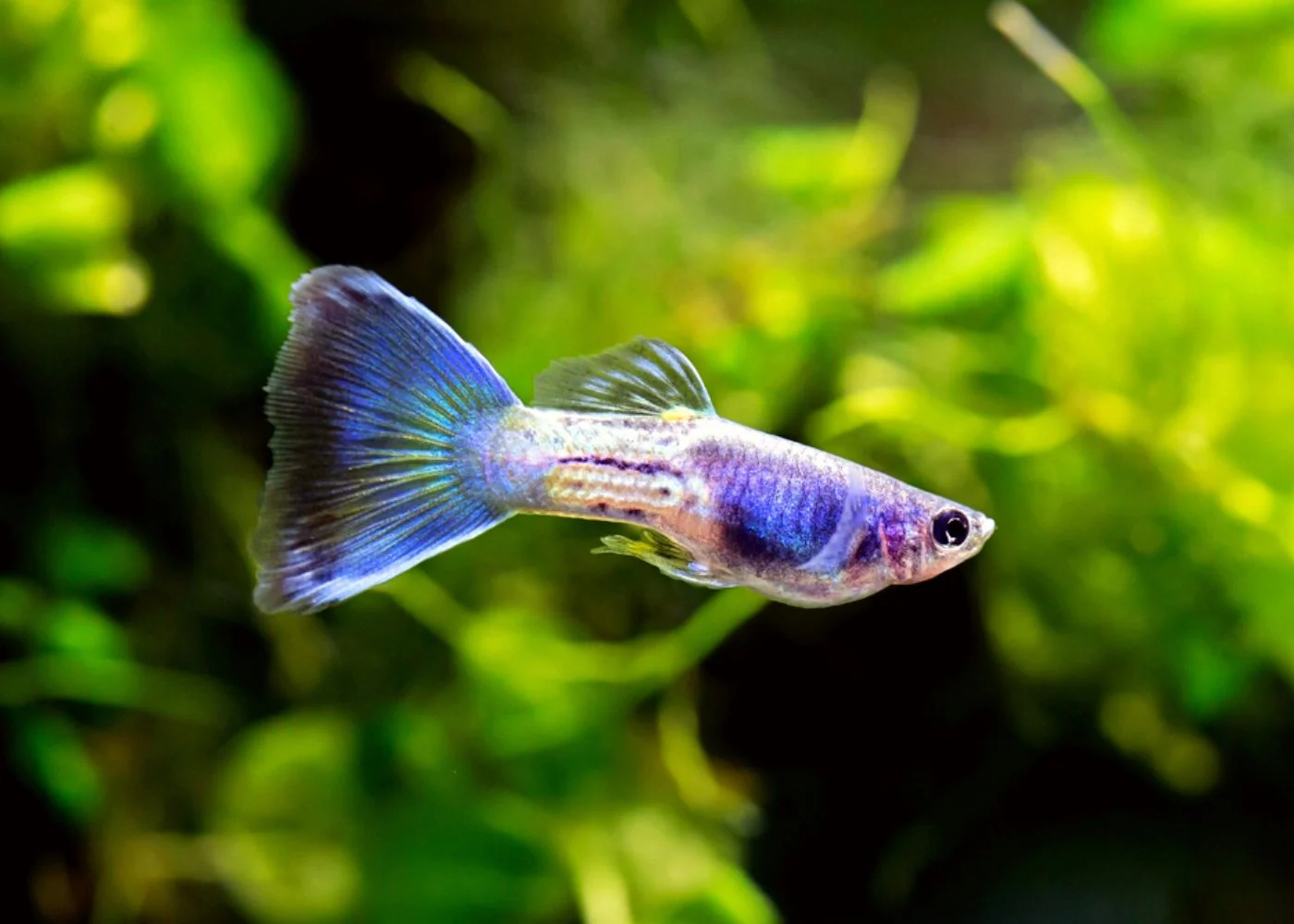 guppy fish