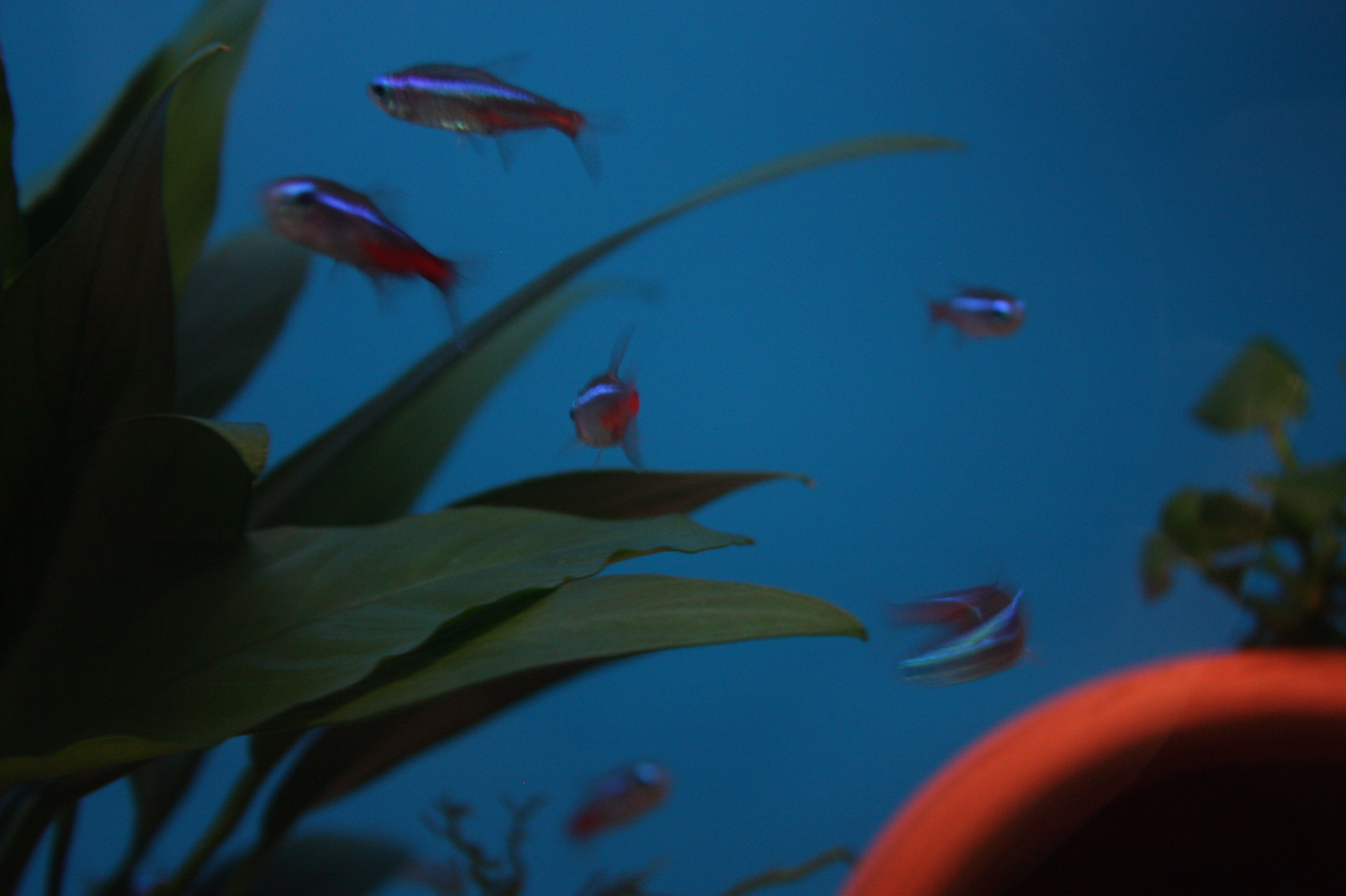 Neon fish