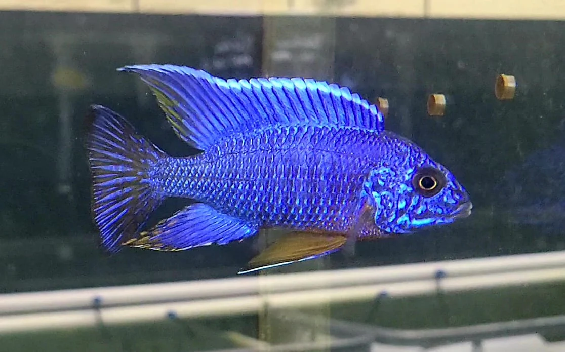 guppy fish