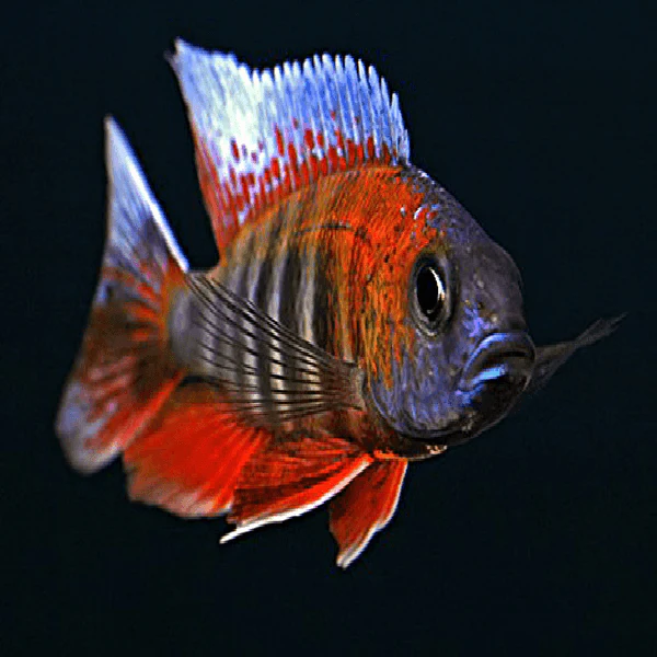 murry cod fish swimming