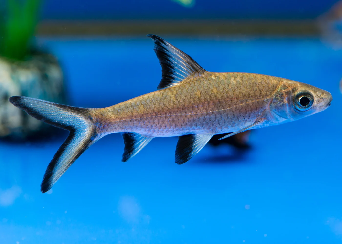 murry cod fish swimming