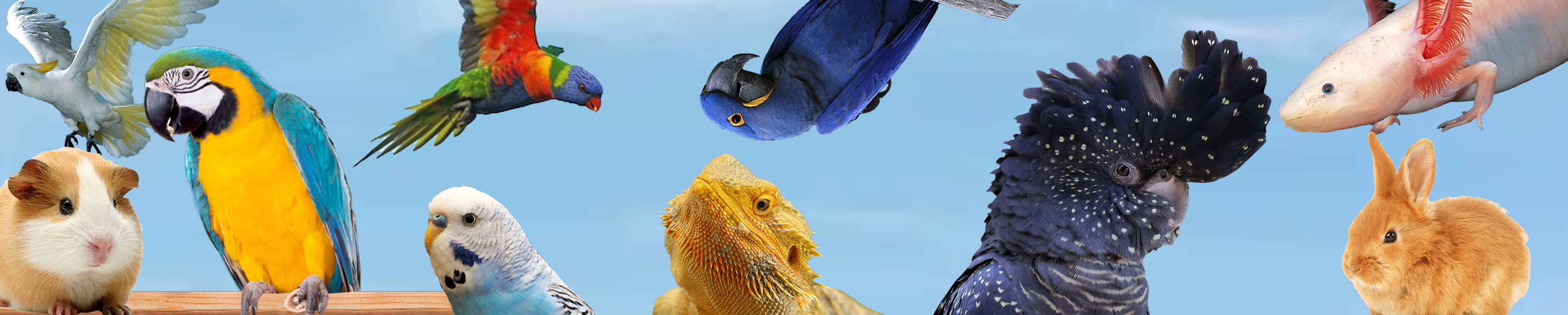 Birds and other small animals agains blue sky