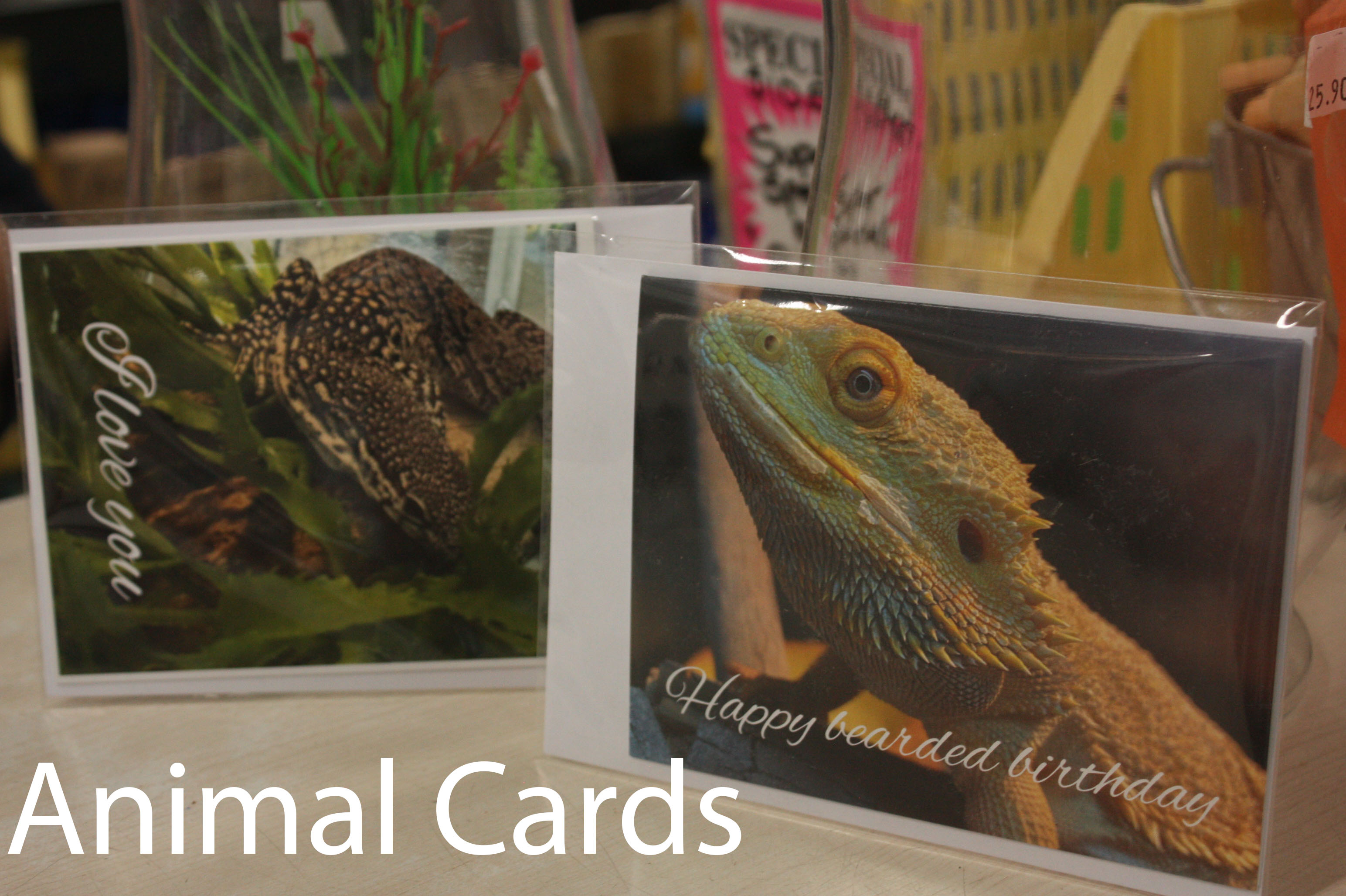 animal cards