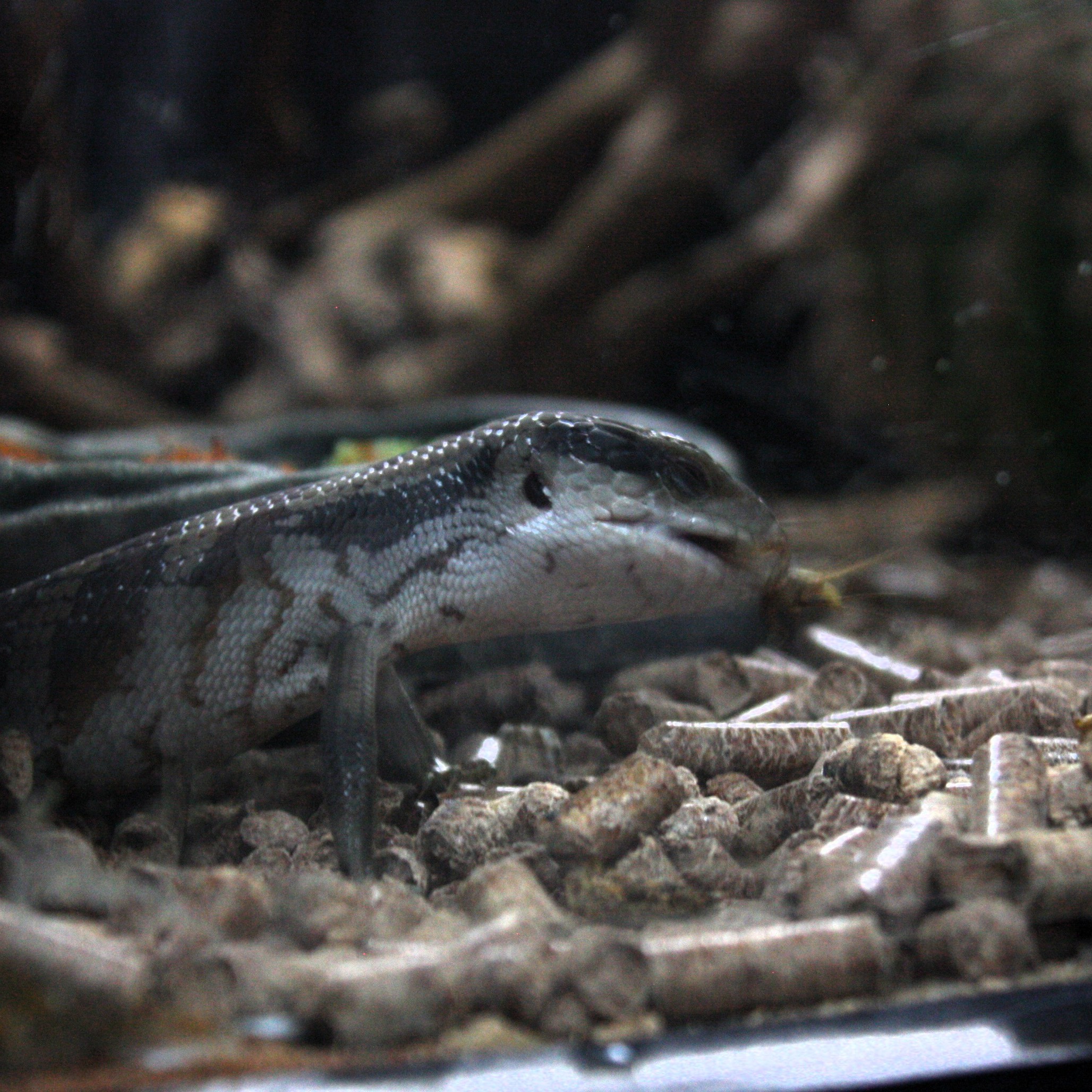 A bearded Dragon