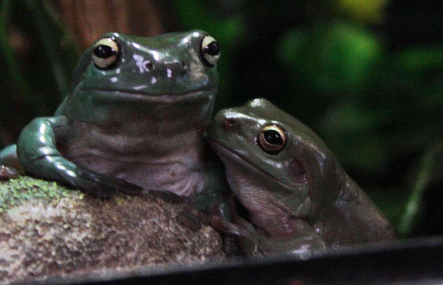 Green Tree Frog