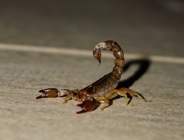Scorpion