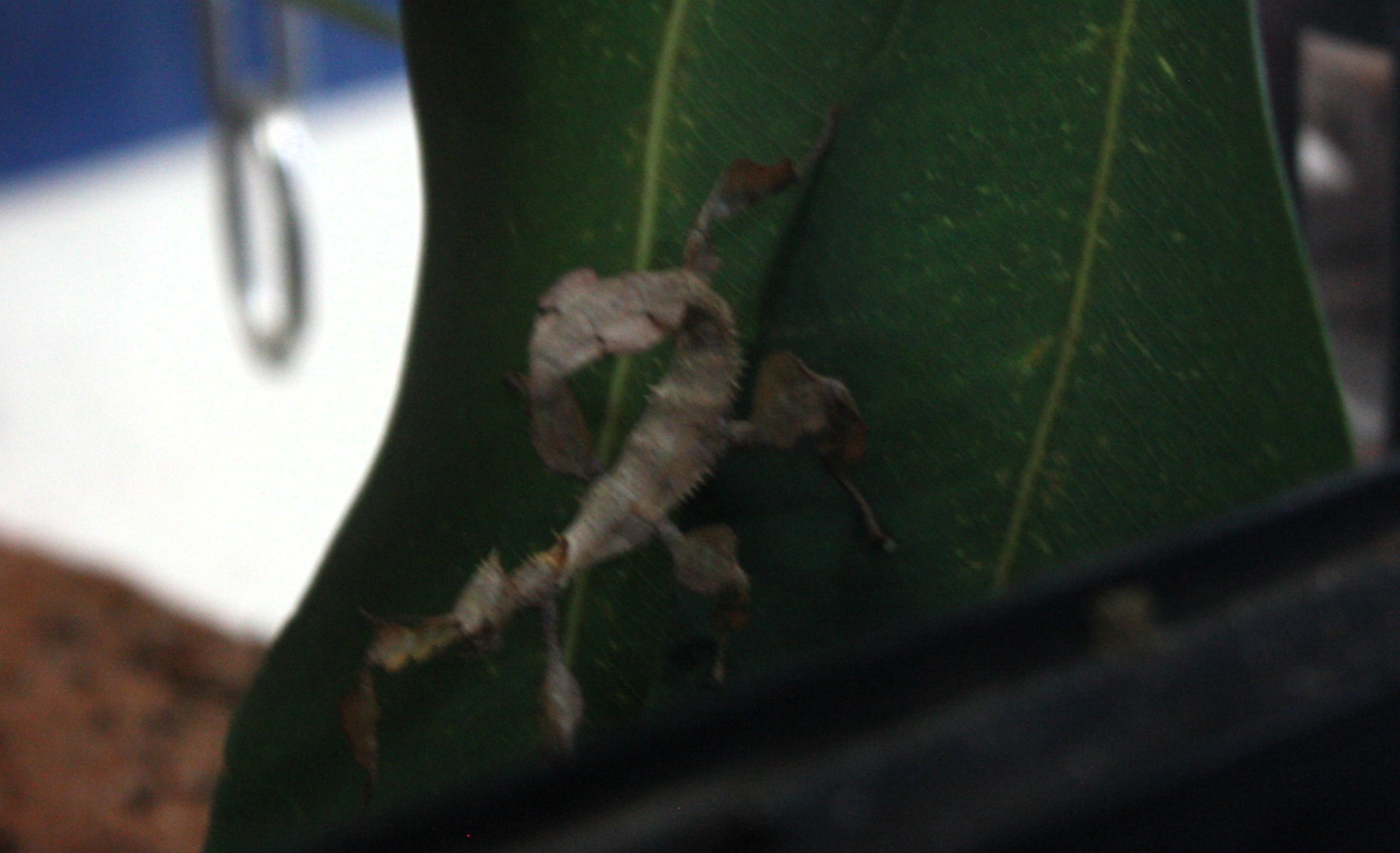 Green Tree Frog