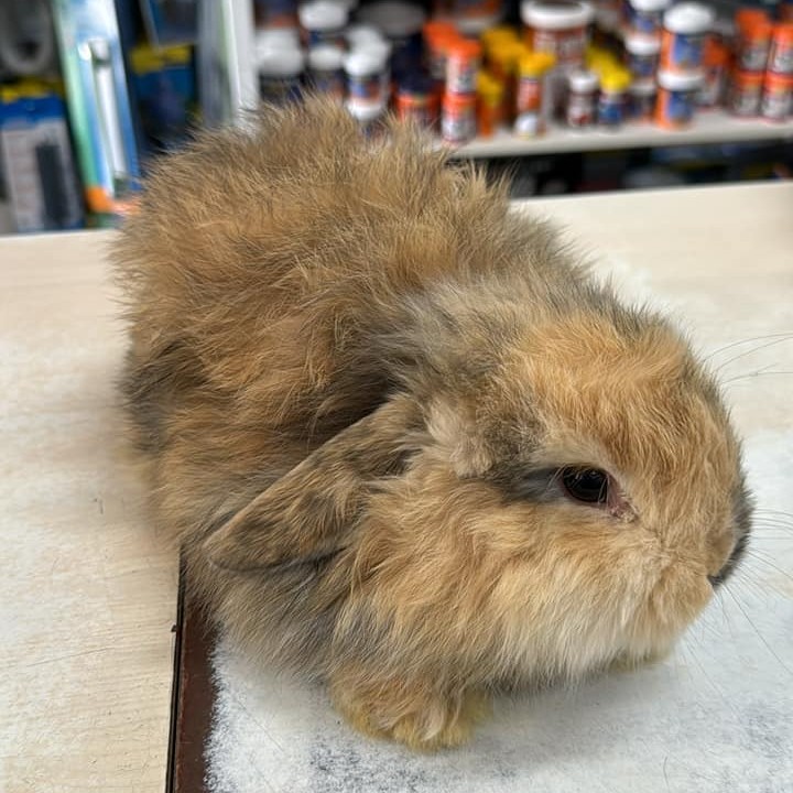 Rabit