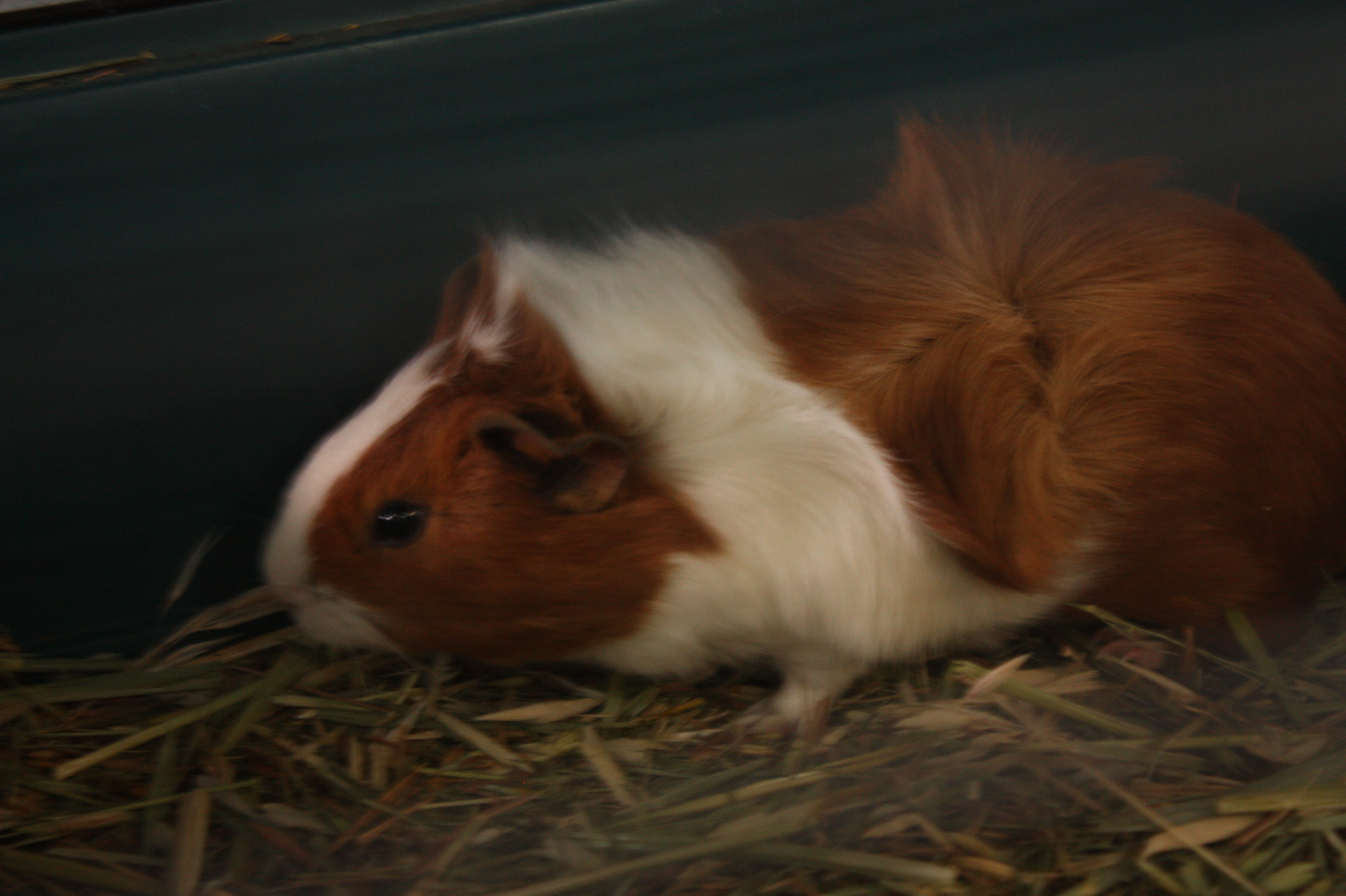 guinea pig